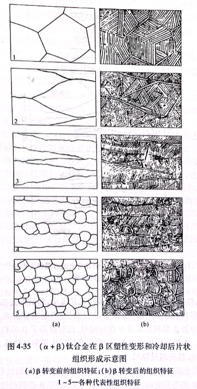 （α+β）鈦合金在β區塑性變形和冷卻后片狀組織形成示意圖