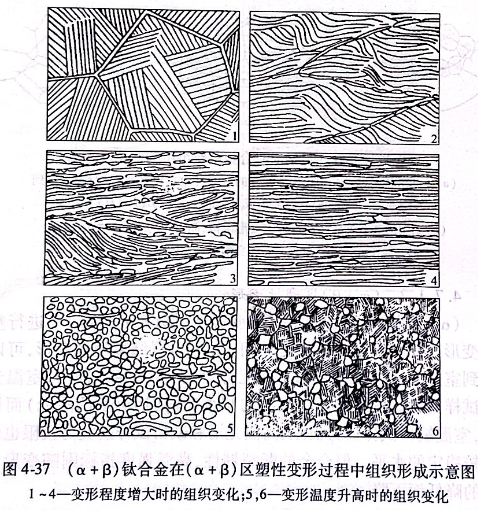 （α+β）鈦合金在（α+β）區塑性變形過程中組織形成示意圖